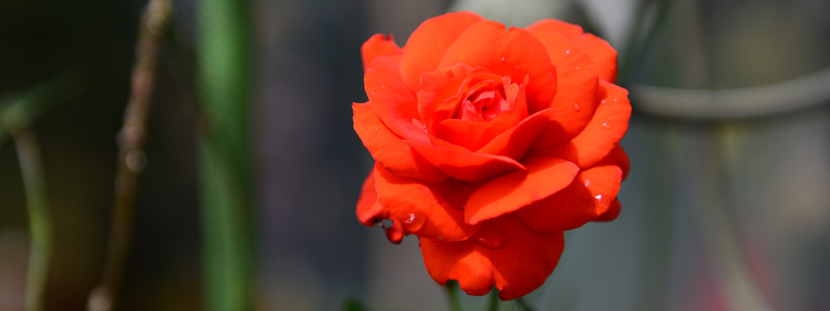 PHilosophie_Hotel_Rose